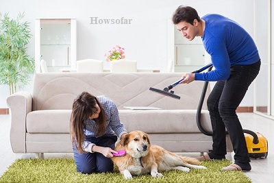 cleaning furniture and carpets from dog and cat hair